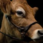 Eve the Cow