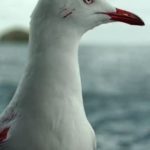 Sully Seagull